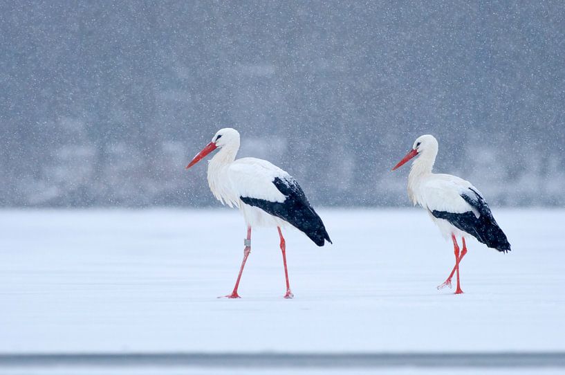 2 White Storks standing on ice during snow by Remco Van Daalen