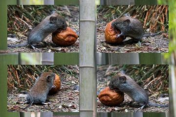 Muis met de boodschappen onderweg naar thuis met bamboe achtergrond. van whmpictures .com