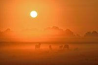 Horses in the mist