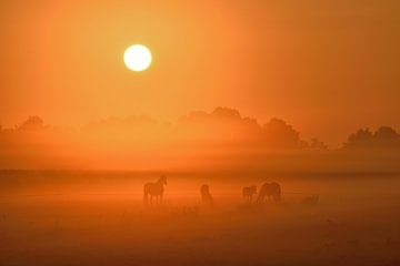 Paarden in mist