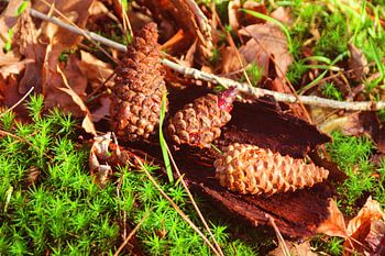Denneappels in het bos