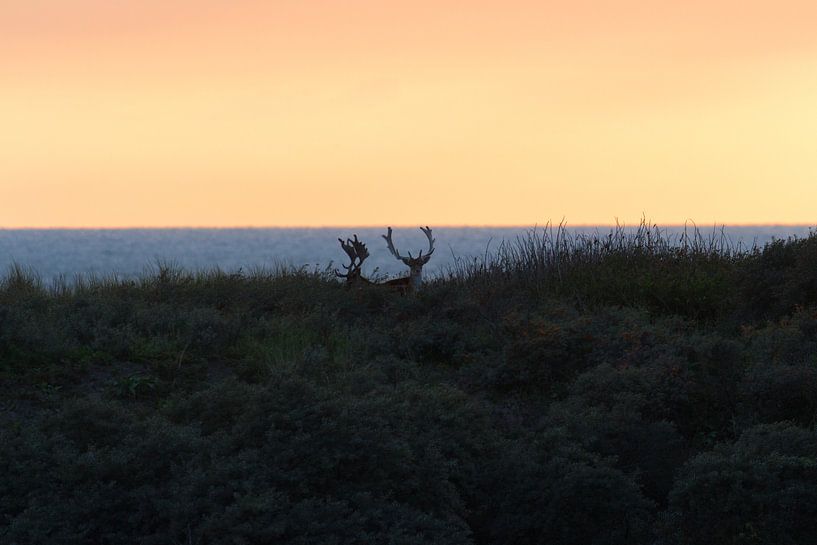 Herten bij zonsondergang van Anne Zwagers