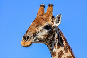Giraffen in de Namibische Savanne van Roland Brack