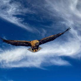 Bald eagle in flight over the Trollfjord by Erwin Floor