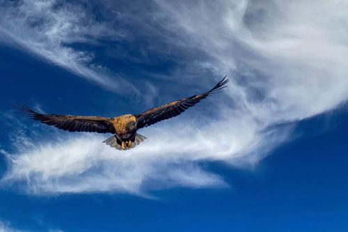 Zeearend in vucht boven de Trollfjord