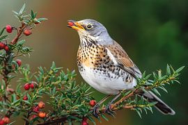 Wacholderdrossel (Turdus pilaris)