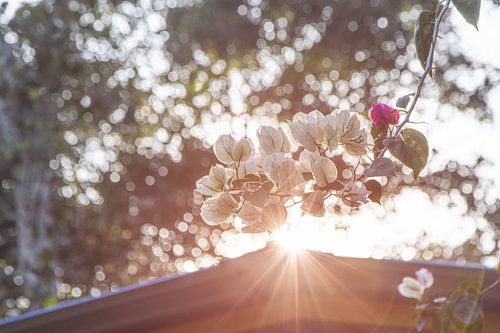 Sunbeams in Periyar National Park