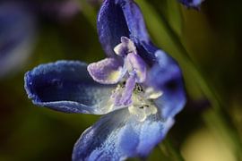 Dichtbij van Saskia Doorgeest