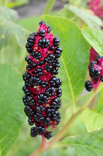Schwarze Beeren zwischen den Blättern