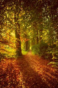 Forêt en automne sur Egon Zitter