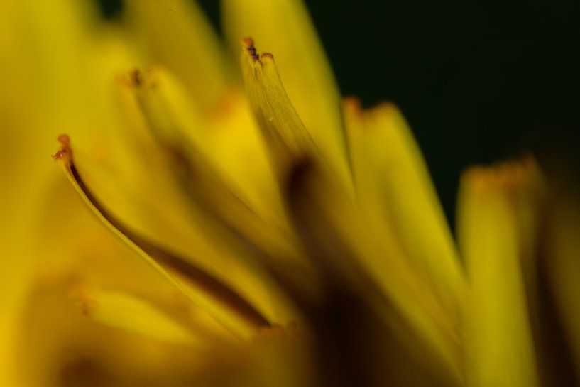 Dandelion weed? by Erwin van Eekhout