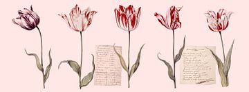 Tulpen collage uit de Collectie Six, met prijslijsten