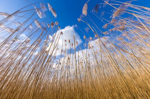 Golden yellow reed culms against a Dutch overcast sky. One2expose Wout Kok Photography.