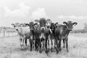 Nieuwsgierige kalveren