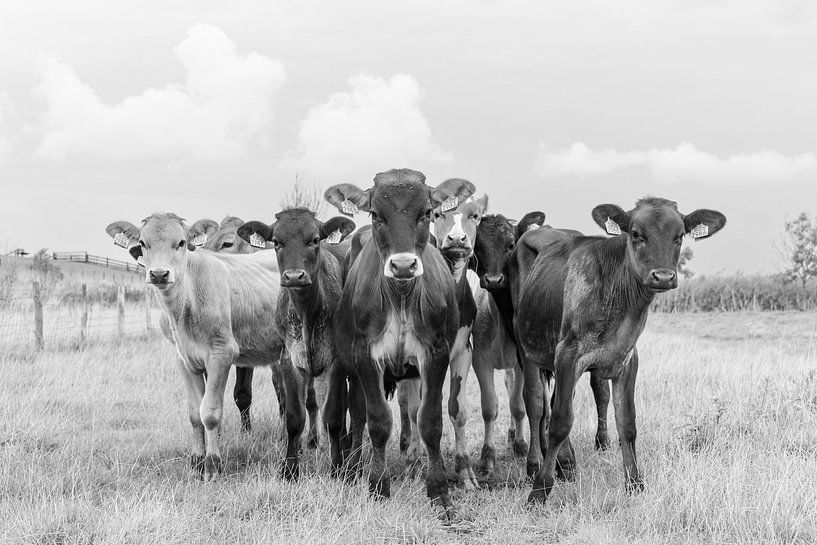 Curious calves by Hetwie van der Putten