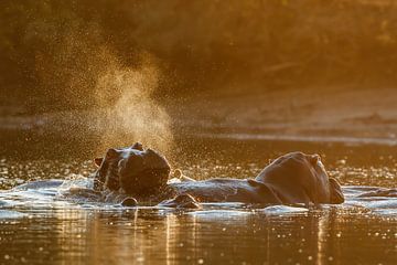 Nijlpaarden bij zonsondergang van Henk Bogaard