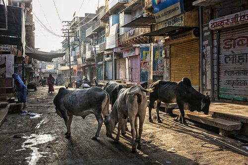 Holy Indian cows are in the group on the city street. Jaisalmer is located in the heart of the Thar 
