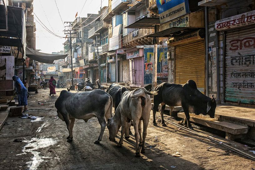 Heilige indische Kühe sind in der Gruppe auf der Stadtstraße. Jaisalmer liegt im Herzen der Thar-Wüs von Tjeerd Kruse
