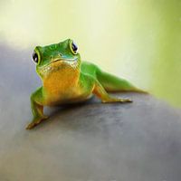 Mr. Gekko