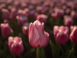 Pink tulip field by Margreet Riedstra