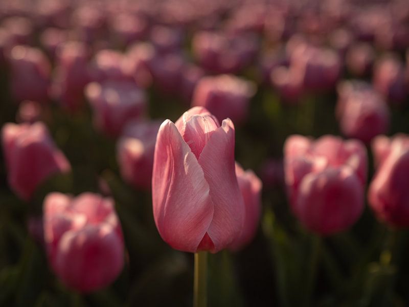 Rosa Tulpenfeld von Margreet Riedstra