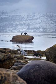 Heron, ducks and cormorants on Godøy, Ålesund, Norway by qtx