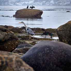 Reiger, eenden en aalscholvers op Godøy, Ålesund, Noorwegen van qtx