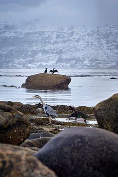 Reiger, eenden en aalscholvers op Godøy, Ålesund, Noorwegen van qtx