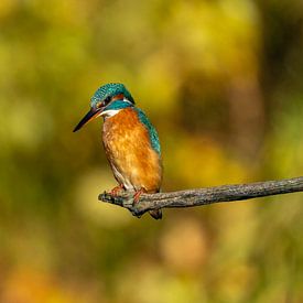 Pêche au martin-pêcheur sur Peter Sneijders