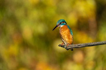 Fishing Kingfisher by Peter Sneijders