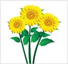 Sonnenblumen-Illustration mit grünen Blättern auf gelbem Hintergrund von sarp demirel Miniaturansicht