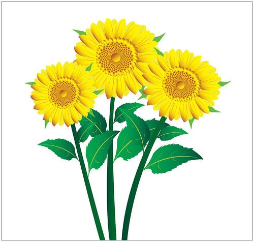 Sunflowers illustration with green leaves on a yellow background