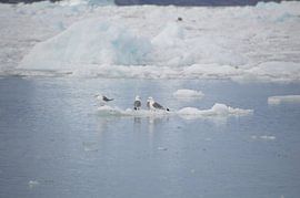 Seagulls on the ice by Olij in Nature