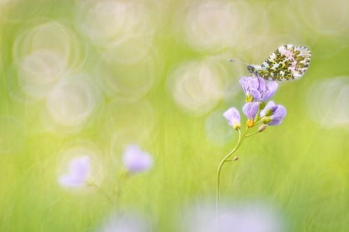 Orange Tip on meadow foamwort - A spring meadow impression