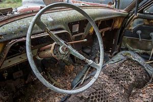 Bœuf en voiture au cimetière en forêt de Ryd, Suède