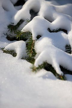 Branche de pin des neiges dans un cadre naturel rural | tirage photo d'art | affiche sur Karijn | Fine art Natuur en Reis Fotografie