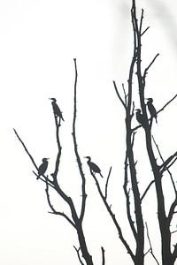 Vogels in de boom van Marcha Meijer