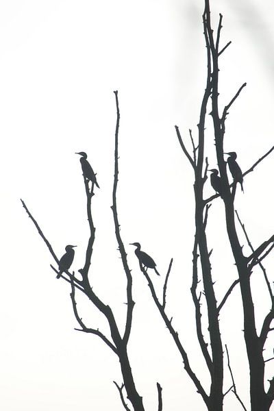 Birds in the tree by Marcha Meijer