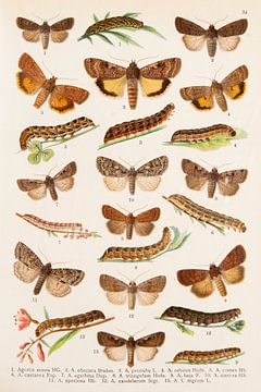 Vintage image with 13 moths by Studio Wunderkammer