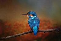 Photo Of A Common Kingfisher In Fall