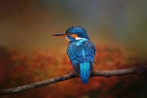 Photographie d'un oiseau de glace dans un paysage d'automne sur Diana van Tankeren