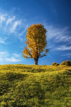 Einsamer Baum im Herbst in Bayern mit blauem Himmel