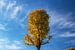 Einsamer Baum im Herbst in Bayern mit blauem Himmel von Daniel Pahmeier