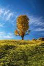 Lonely tree in autumn in bavaria with blue sky by Daniel Pahmeier thumbnail