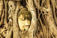 Budda in tree van Ilya Korzelius thumbnail