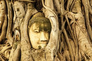 Budda in tree van Ilya Korzelius