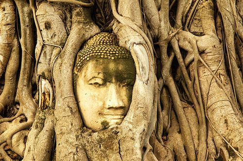 Budda in tree