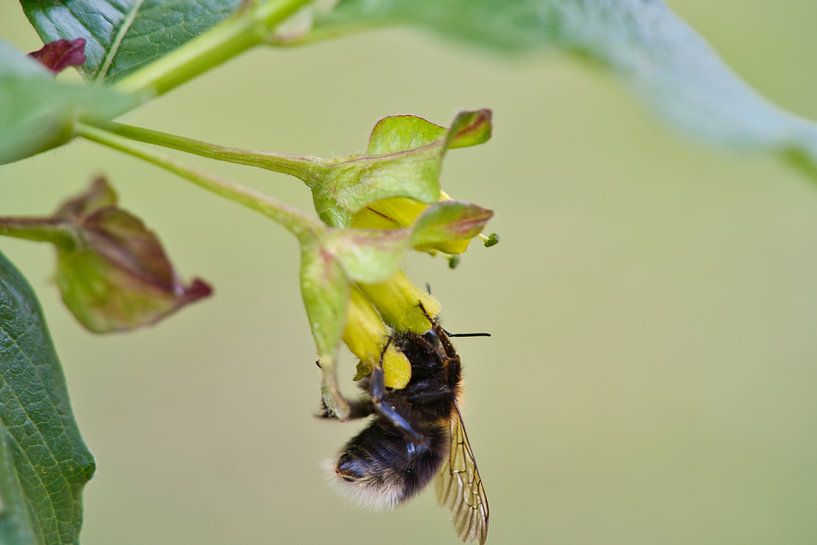 Hommel op een bloem die nectar verzamelt van Martin Köbsch