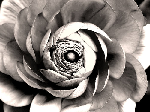 ranunculus