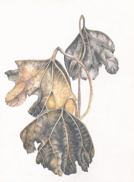 Botanische tekening Groot Hoefblad Midwinter van Alexandra de Steur